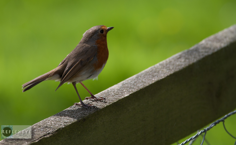 Robin 1